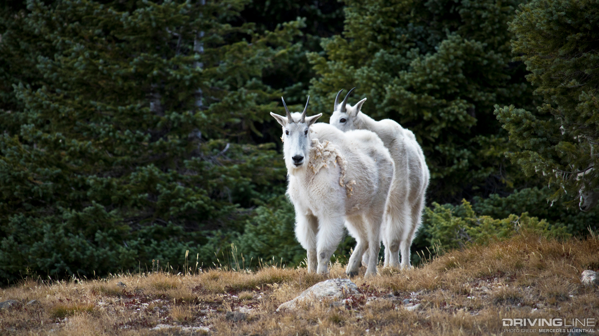 Mountain goats