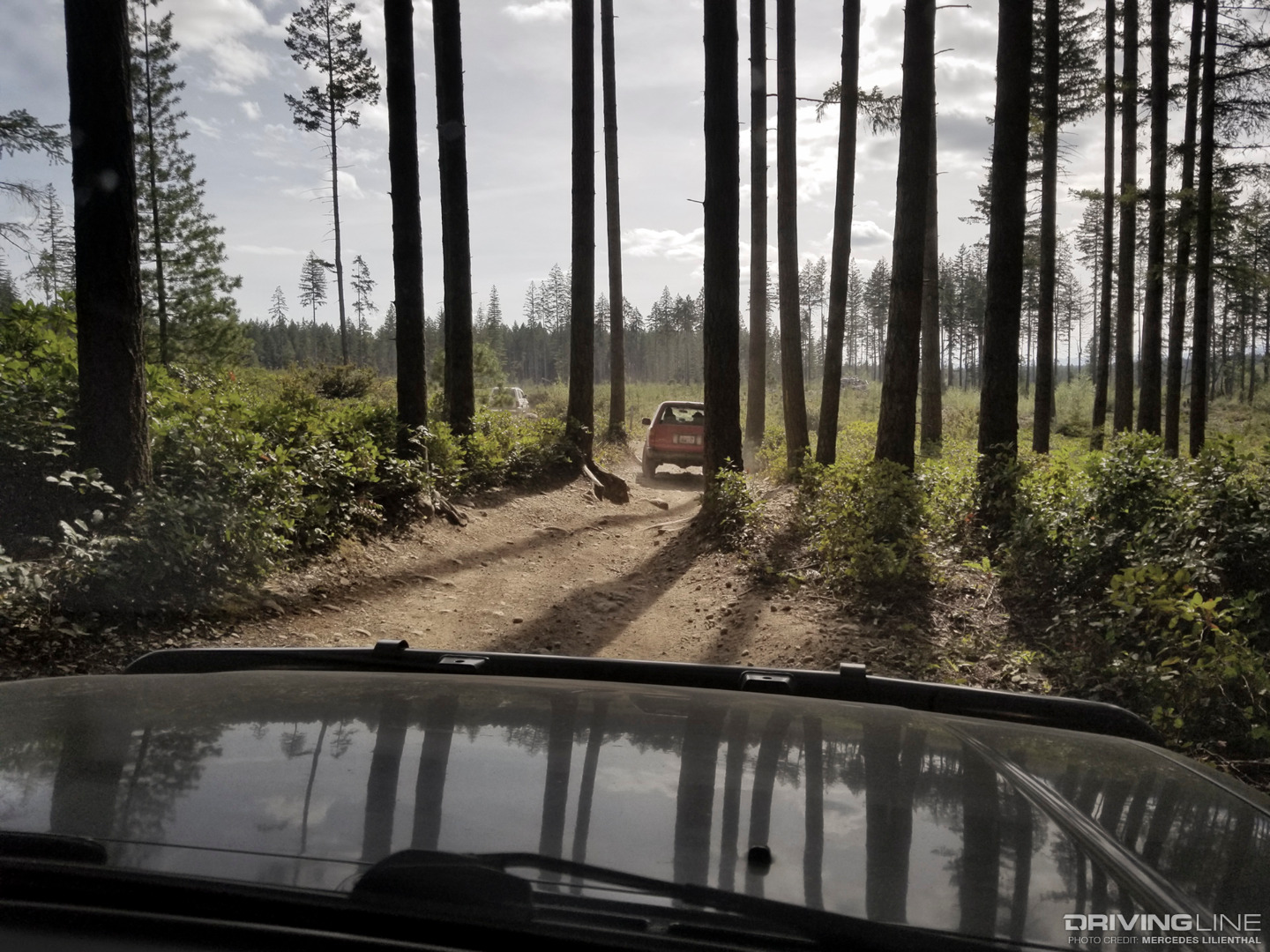 Tall pines of the PNW region