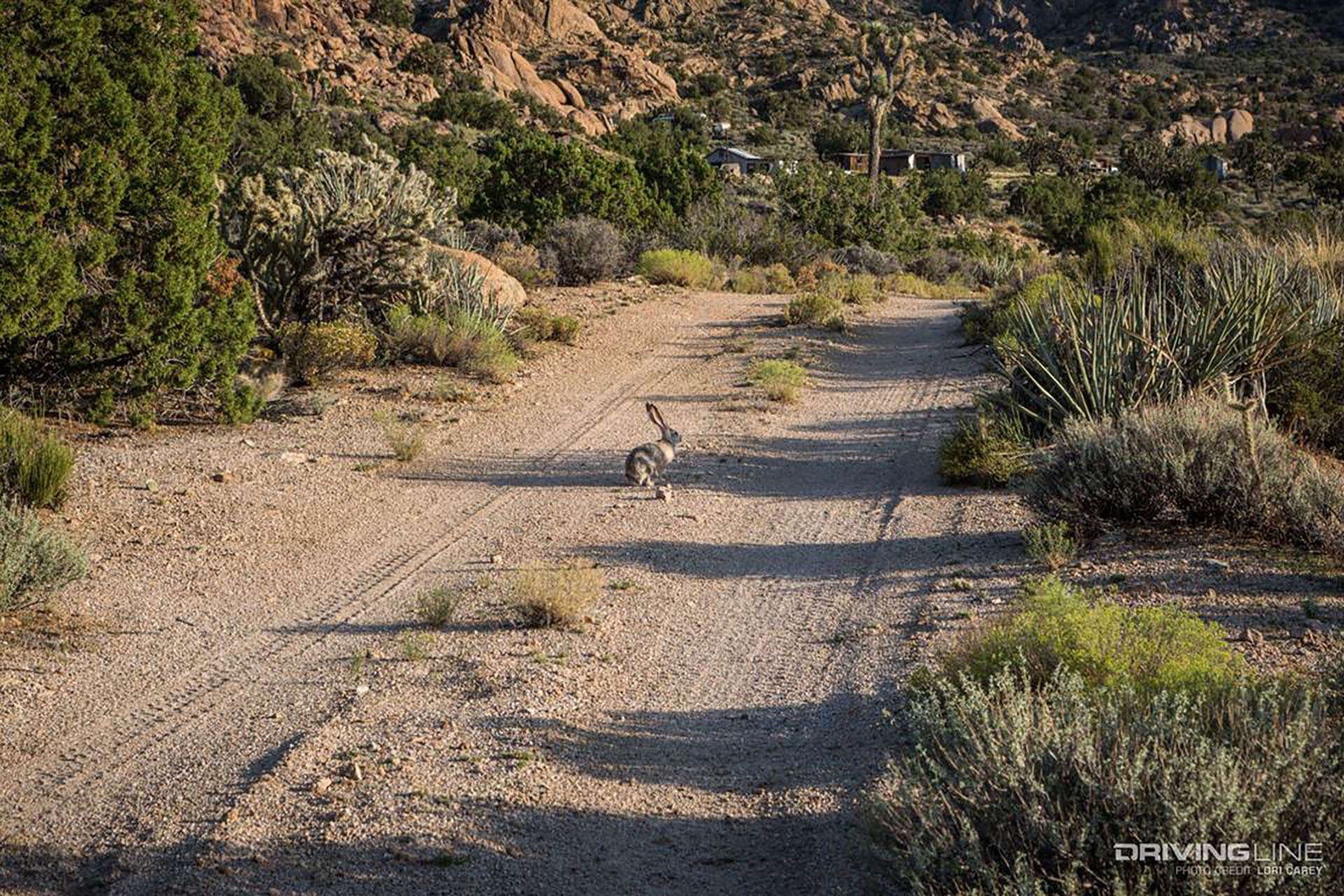 Desert Off-Road Trail