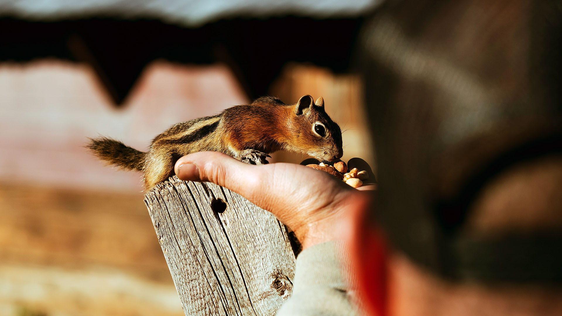 chipmunk eating nuts at hancock trail