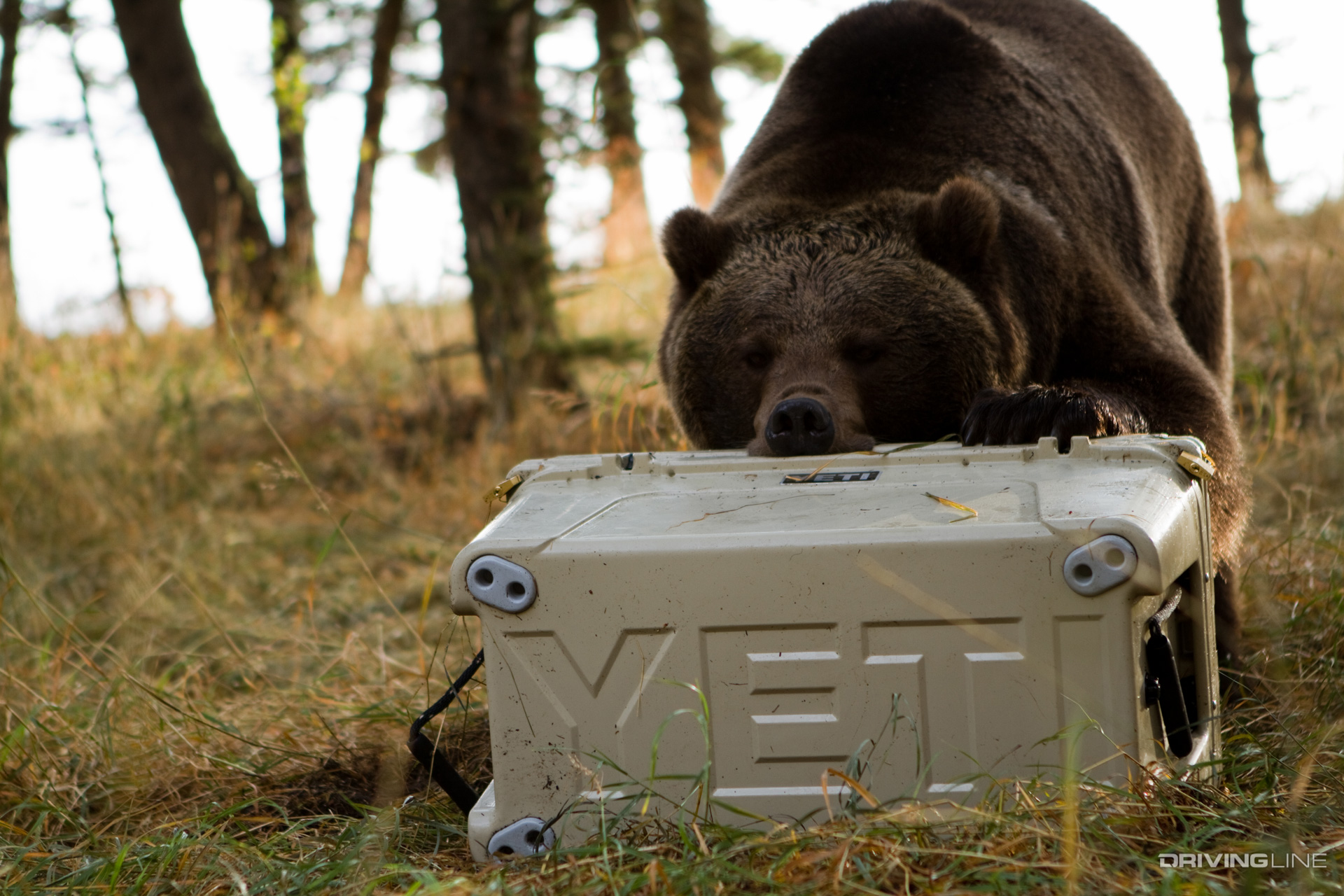 yeti certified bear resistant