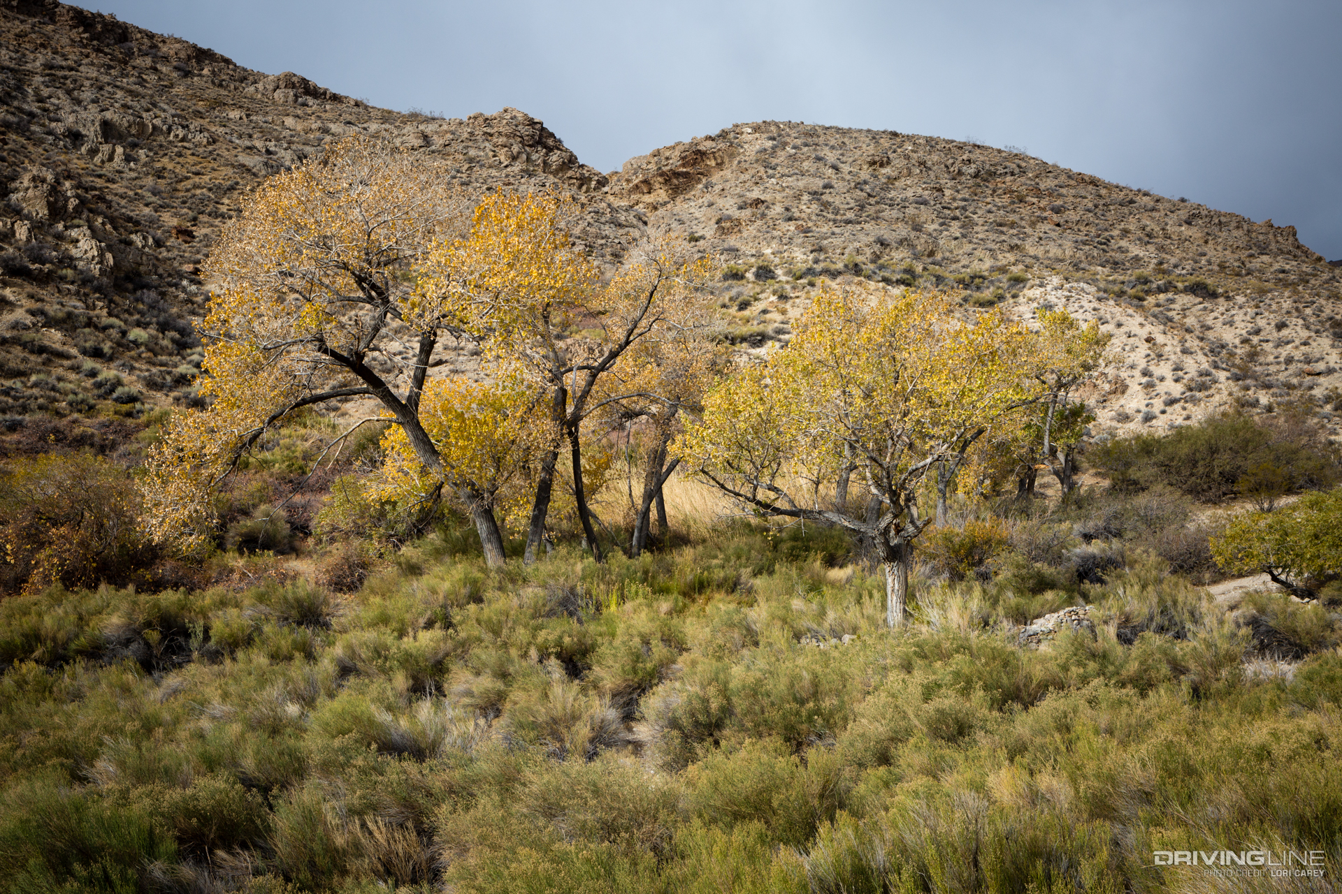 Yellow cottonwoods at Wilson Spring, Johnson Canyon, Death Valley