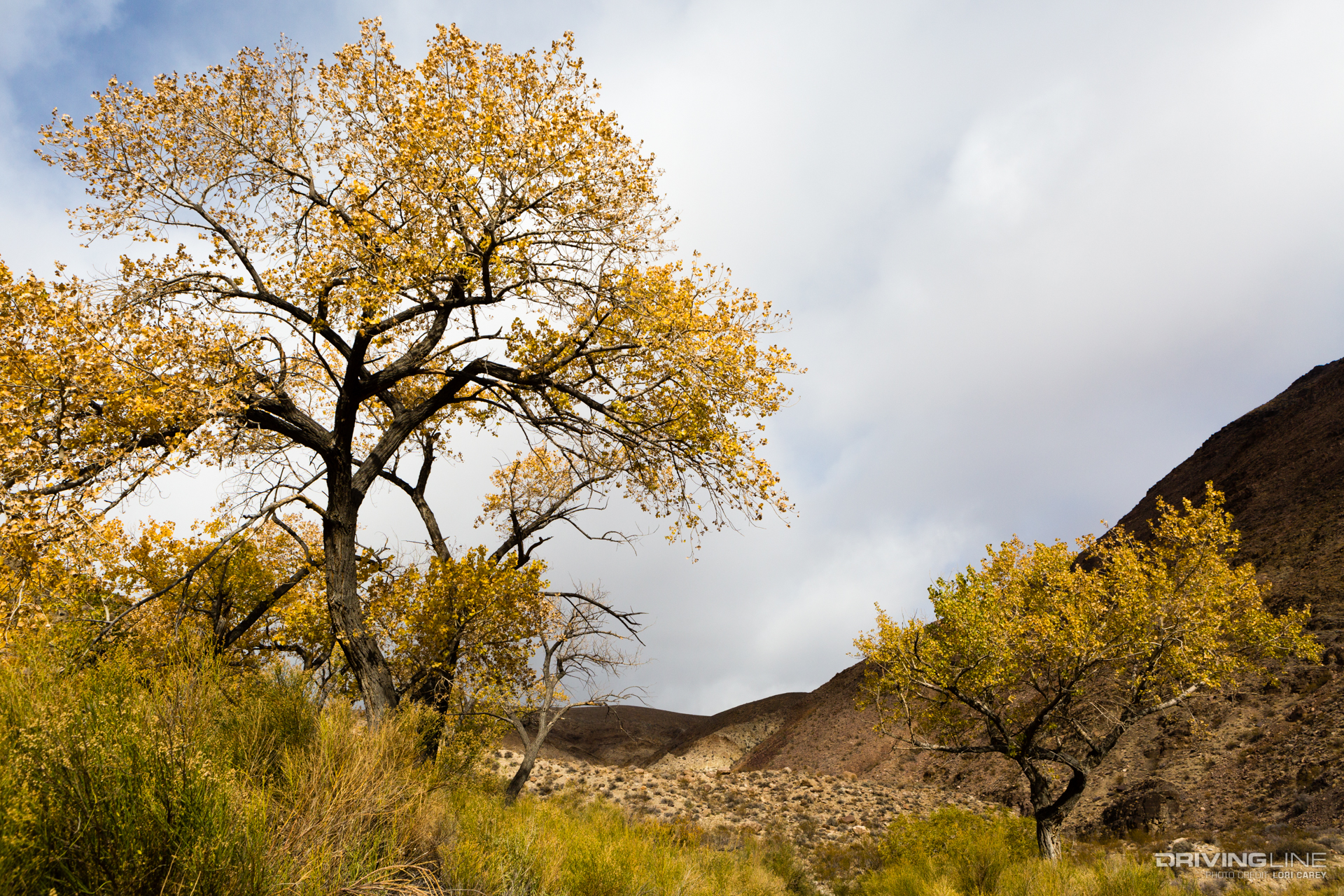 Yellow cottonwoods at Wilson Spring in Johnson Canyon, Death Valley National Park
