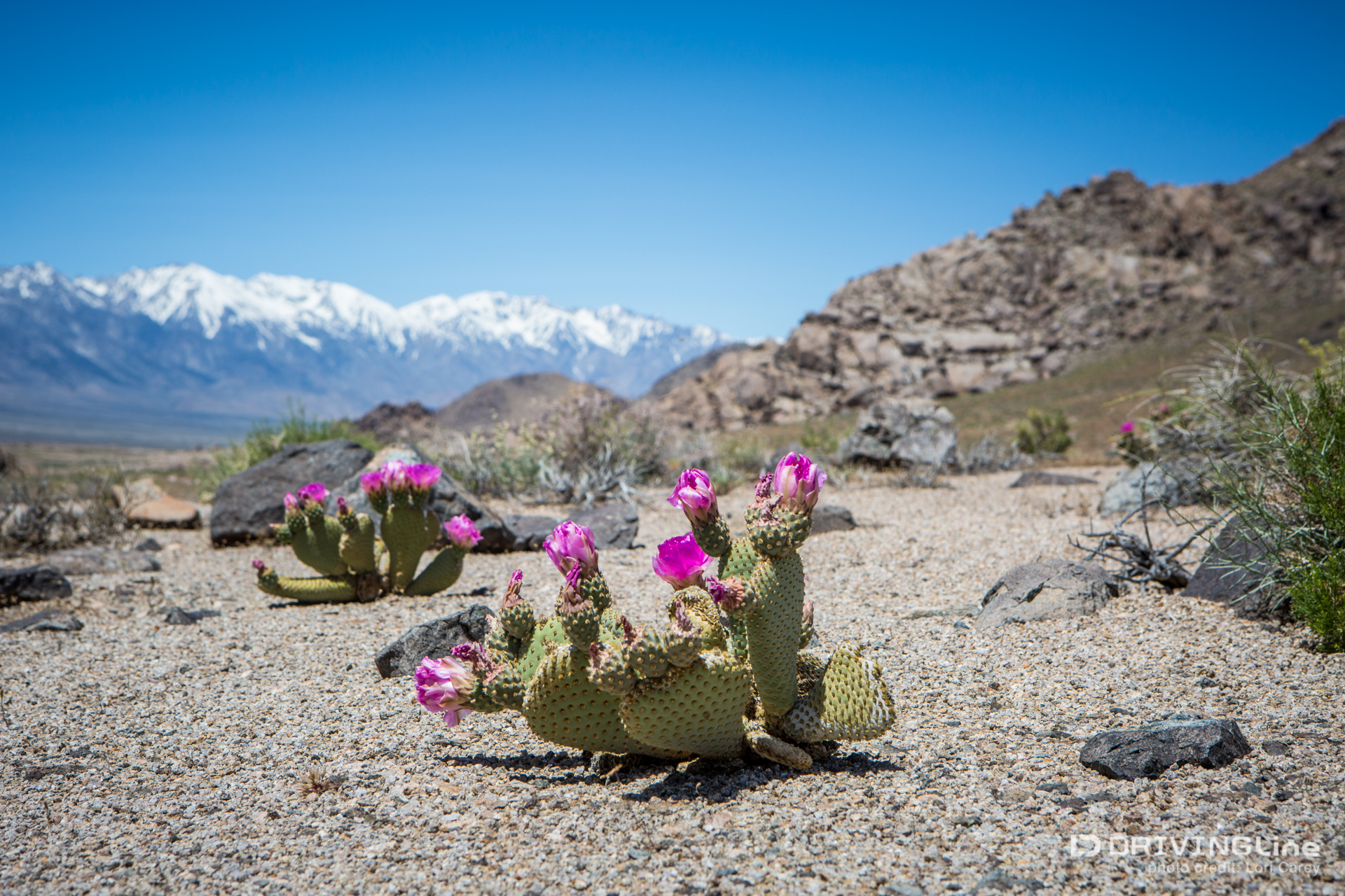 003 beavertrail cactus blooming